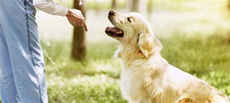 juan veterinarian-bacolod photos|Golden retrievers are smart, .